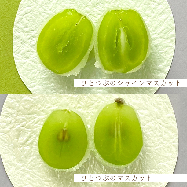 2種類のマスカットの味比べをお楽しみ下さい