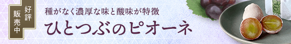 ひとつぶのピオーネ