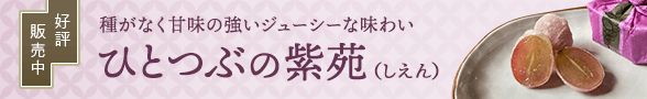 ひとつぶの紫苑販売中